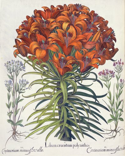 Giglio e Centaurea, dal Hortus Eystettensis di Basil Besler, pub. 1613 da German School