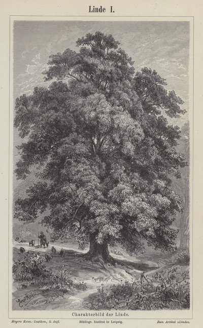 Albero di tiglio da German School