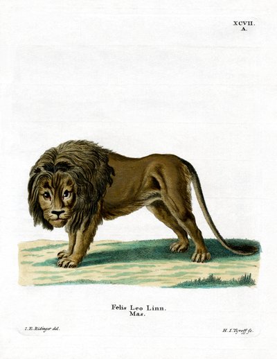 Leone da German School