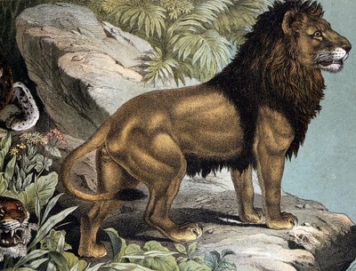 Leone - in “Storia naturale dei mammiferi”, ed. Schreiber, Monaco da German School