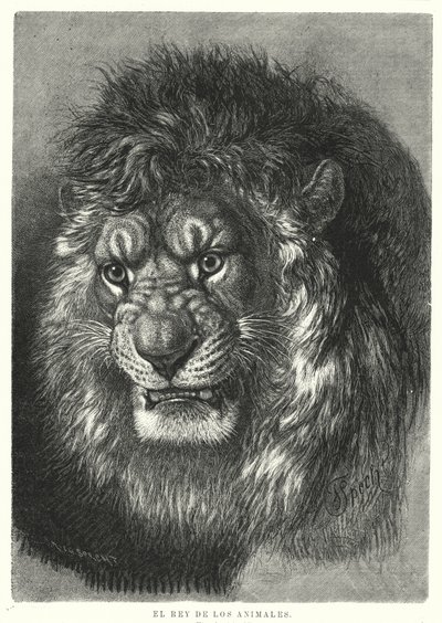 Leone: re degli animali da German School