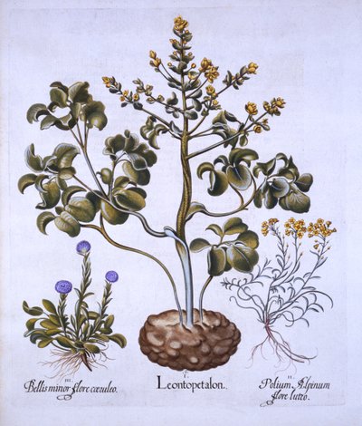 Foglia di leone e fiori alpini, da Hortus Eystettensis, di Basil Besler, pub. 1613 da German School