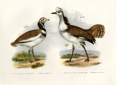 Otarda Minore, 1864 da German School