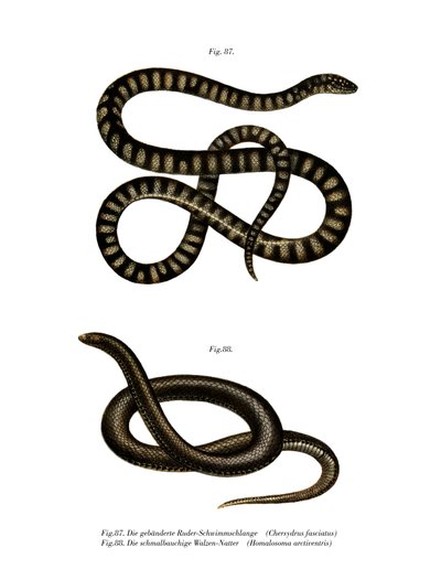 Piccolo serpente lima da German School