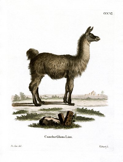 Lama da German School