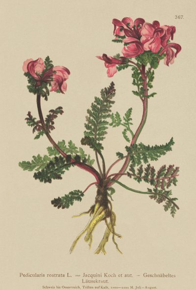Pedicolare dal lungo naso (Pedicularis rostrata) da German School
