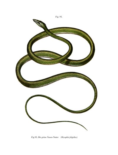 Serpente albero dal naso lungo da German School