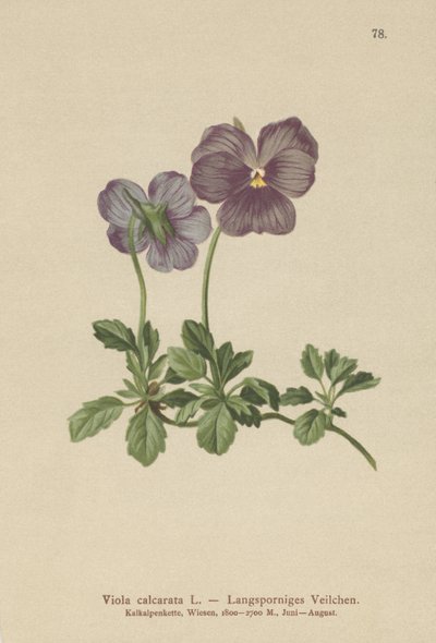 Viola calcarata da German School