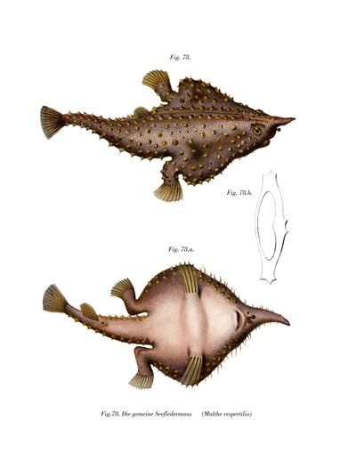 Pesce pipistrello dal naso lungo da German School