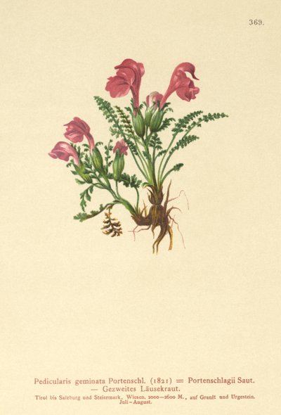 Pedicolare (Pedicularis geminata, Pedicularis Portenschlagii, Pedicularis pumila) da German School