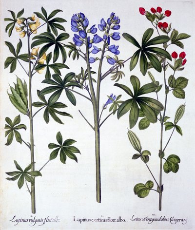 Lupini e pisello asparago rosso, da Hortus Eystettensis, di Basil Besler, pub. 1613 da German School