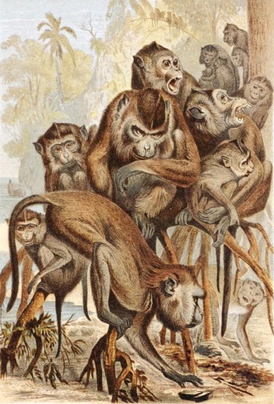 Macaco, tavola da "Brehms Tierleben: Allgemeine Kunde des Tierreichs", vol.1, p.149, pubblicato da Bibliographisches Institut da German School
