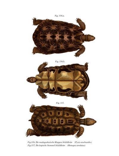 Tartaruga ragno del Madagascar da German School