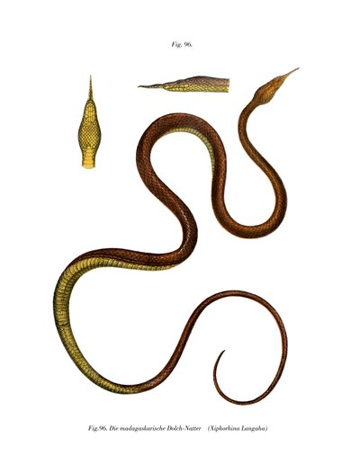 Serpente foglia-naso del Madagascar da German School
