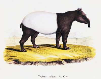 Tapir malese (Tapirus indicus), da Mammals illustrated from Nature with descriptions, volume 6-7, tavola 319-A, Germania da German School