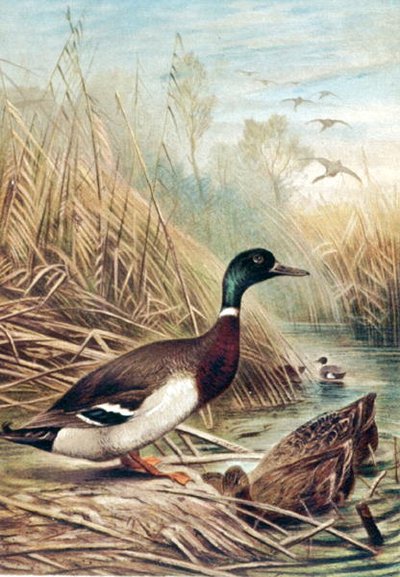 Germano reale, tavola da "Brehms Tierleben: Allgemeine Kunde des Tierreichs", vol.6, p.635, pubblicato da Bibliographisches Institut da German School
