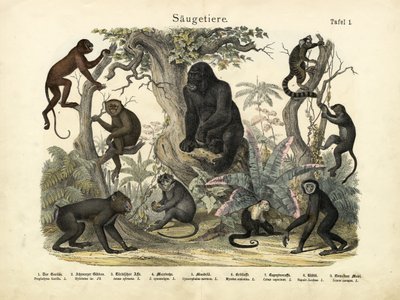 Mammiferi, c.1860 da German School