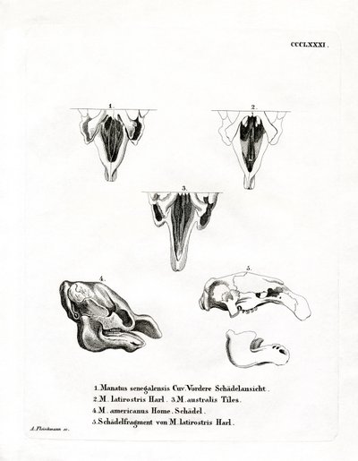 Teschi di Lamantino da German School