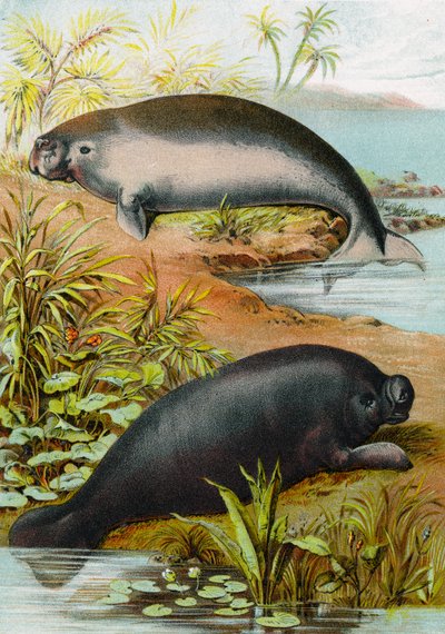 Lamantino e Dugongo, c.1880 da German School