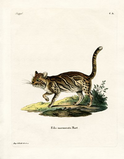 Gatto marmorizzato da German School