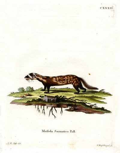 Furetto Marmorizzato da German School