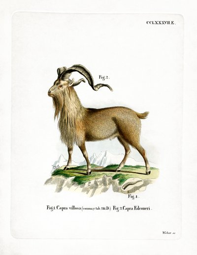 Markhor da German School