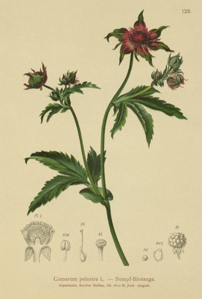 Cinquefoil palustre (Comarum palustre, Potentilla palustris) da German School