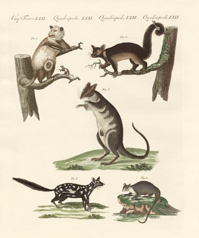 Marsupiali da German School