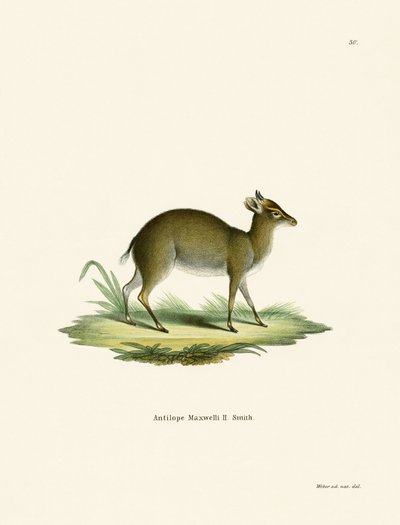 Duiker di Maxwell da German School