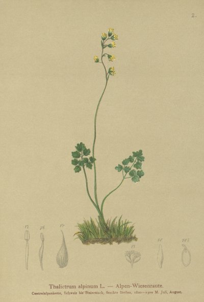 Rugiada dei prati (Thalictrum alpinum) da German School