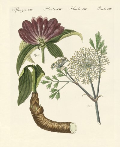 Piante medicinali da German School