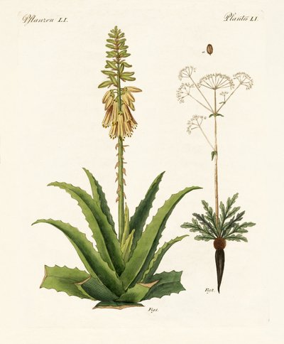 Piante medicinali da German School