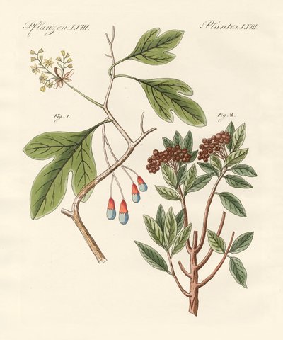 Piante medicinali da German School