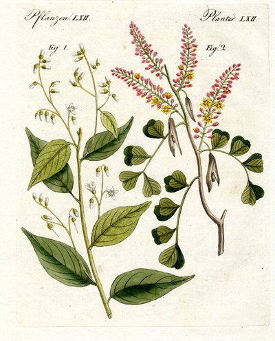 Piante medicinali da German School