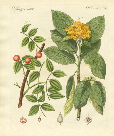 Piante medicinali da German School