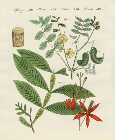 Piante medicinali da German School