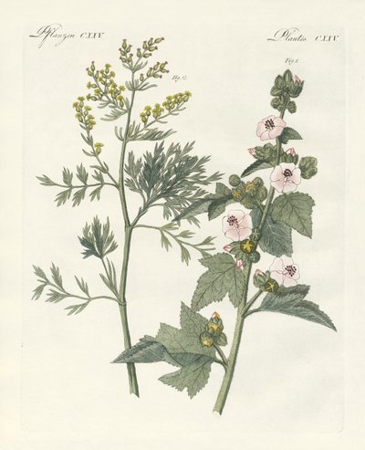 Piante medicinali da German School
