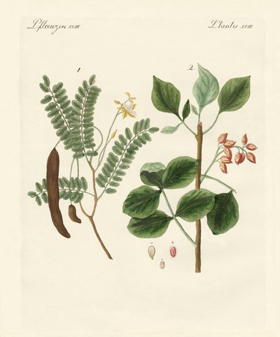 Piante medicinali da German School
