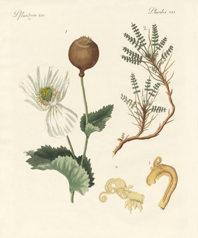 Piante medicinali da German School