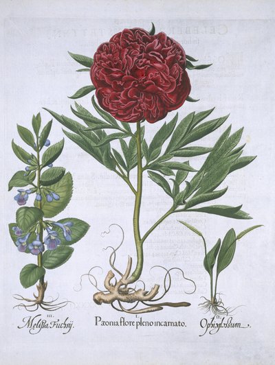 Melissa, Peonia e Odontoglossum, da Hortus Eystettensis, di Basil Besler (1561-1629) pubblicato nel 1613 da German School