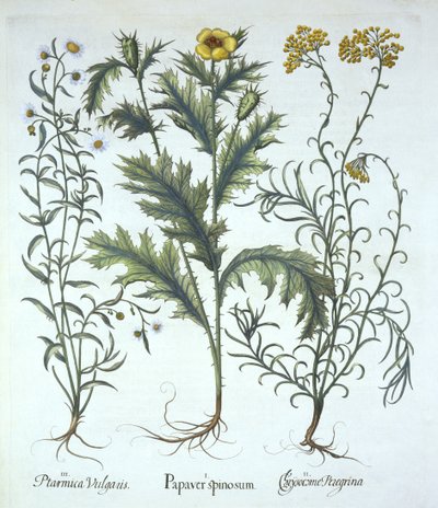 Papavero messicano, elicriso marino e achillea, da Hortus Eystettensis, di Basil Besler, pub. 1613 da German School