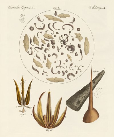 Oggetti microscopici da German School