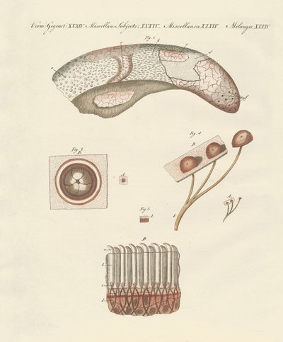 Studio microscopico della lingua della mucca da German School