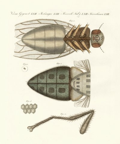 Vista microscopica della mosca domestica da German School