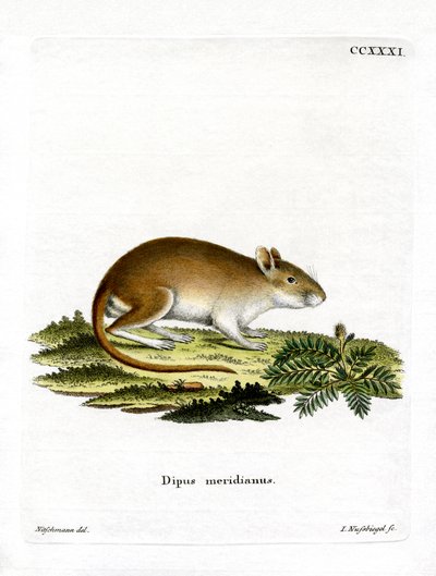 Gerbillo di mezzogiorno da German School