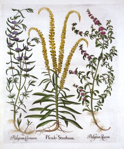 Reseda, menta poleggio e menta palustre, da Hortus Eystettensis, di Basil Besler, pub. 1613 da German School