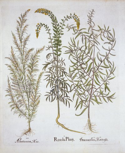 Reseda, abrotano e dragoncello, da Hortus Eystettensis, di Basil Besler, pub. 1613 da German School