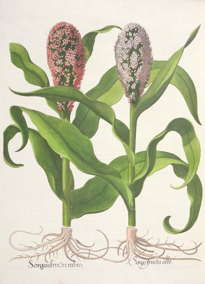 Miglio, dal Hortus Eystettensis di Basil Besler, pub. 1613 da German School