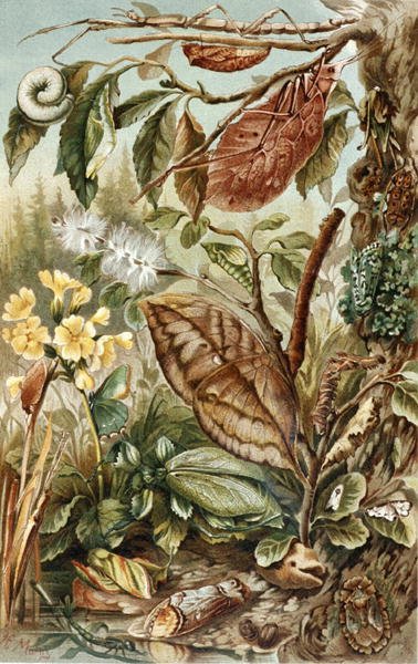 Mimetismo degli Insetti, tavola da "Brehms Tierleben: Allgemeine Kunde des Tierreichs", vol.9, p.10, pubblicato da Bibliographisches Institut da German School