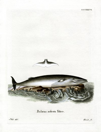 Balena minke da German School